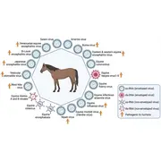 Equine Diseases Detection Reagents